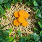 Wax Melts