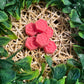 Wax Melts